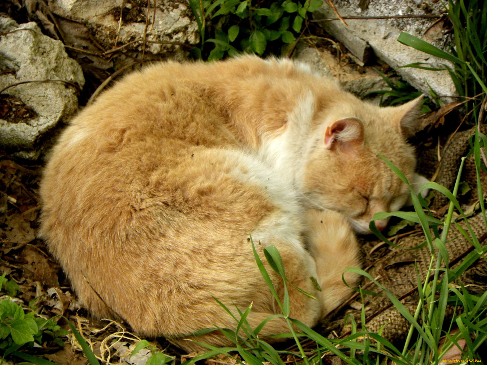 , , cat, 